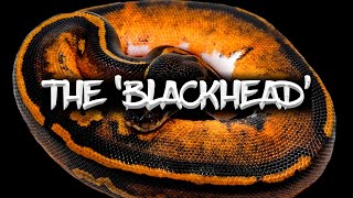 The Blackhead Ball Python! Wealth