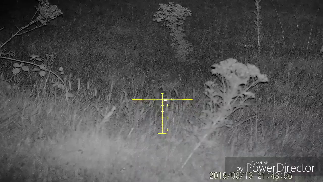 Day an night vision airgun shooting rabbits an Jay YouTube