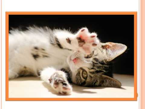 How Much Does It Cost To Get Your Cat Declaw How Much Does It Cost To Get Your Cat Declaw