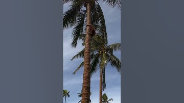Polynesian Cultural Center! #coconut #hawaii #oahu #shortsfeed #youtubeshorts