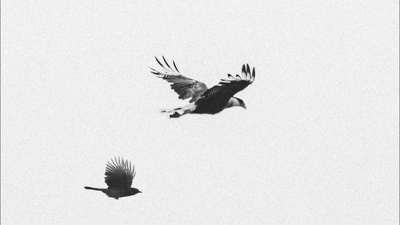 Billie Eilish - Birds Of A Feather - Best Part Extended Billie Eilish - Birds Of A Feather - Best Part Extended