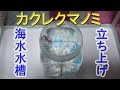カクレクマノミの海水水槽を立ち上げです♡ (63) 2017/01/25【Aquarium】