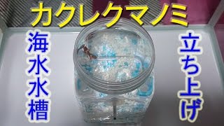 カクレクマノミの海水水槽を立ち上げです♡ (63) 2017/01/25【Aquarium】