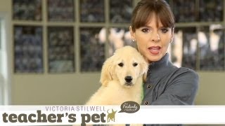 Familiarizing a Puppy to Surfaces & Heights | Teacher's Pet With Victoria Stilwell