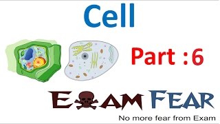 Biology Cell Part 6 (Function of Cells) Class 8  VIII