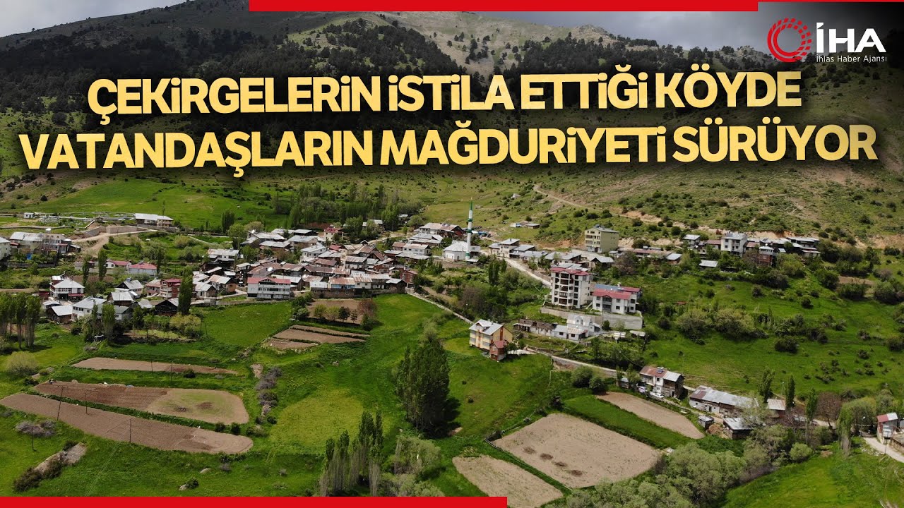 Gümüşhane'de Çekirge İstilası Sürüyor
