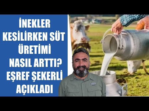 #CANLI Süt İnekleri Kesilirken Süt Üretimi Nasıl Arttı? | Eşref Şekerli Açıklıyor