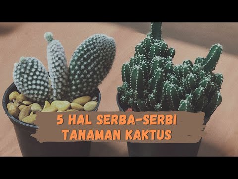 Video: Menanam Kaktus Dan Tumbuhan Sukulen Di Dalaman