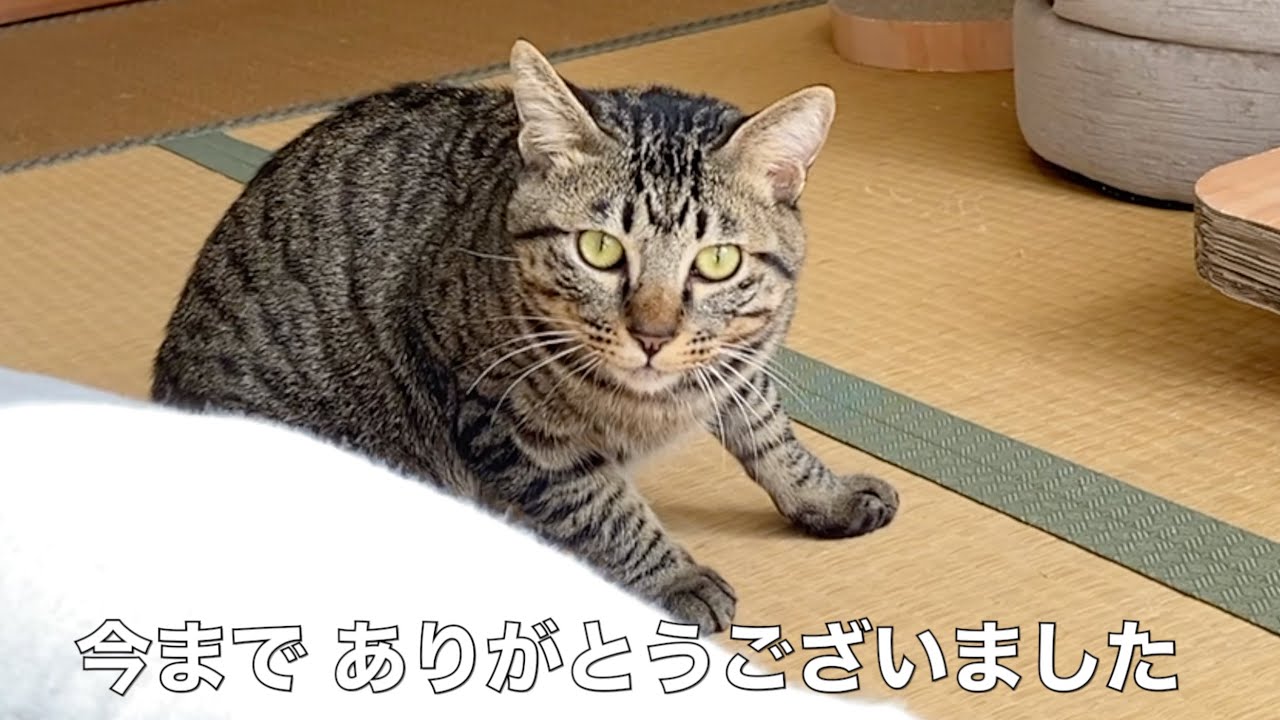 Thank you, Fuku-chan. - YouTube