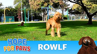 A beautiful dog abandoned in a park - why would anyone do that?? 😰
