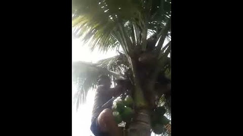 NGAKAK GAK ABIS-ABIS!!!! Sumpah Lucu Banget