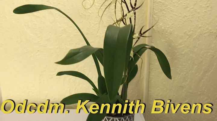Odcdm Kennith Bivens