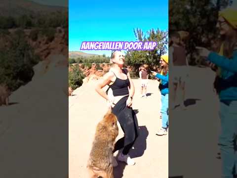 AANGEVALLEN DOOR AAP 🙉 💀🇲🇦🔥 #trending #viralvideo #monkey #animals #fall #fun #nature #valley