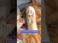 ネッコの動画見てニヤけたら負けｗｗｗ　#2ch #2ch動物スレ #動物 #犬 #猫 #shorts