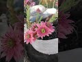 Pink flowers in a pot