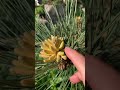 Dual morning run &amp; nature 🏃‍♀️🏃‍♀️⌛️❤️ 🌺 ☘️