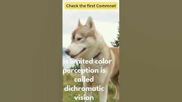 Thumbnail of #shorts  Are dogs color blind