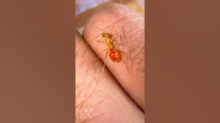 How I Stop My Ants From Escaping