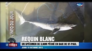 Un grand requin blanc de 3,90 m pêché en baie de Saint-Paul