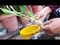 How to Grow Lucky Bamboo in Soil || लकी बम्बू को मिट्टी में कैसे उगाये || Fun Gardening