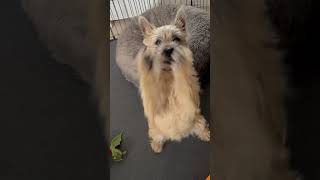 Waving Cairn Terrier puppy #shorts