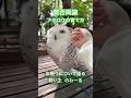 フクロウは触らないほうが良いのか?シロフクロウを育てる時の人慣れさせるコツについて語りました20260425ライブ ハイライト#シロフクロウ #snowyowl #フクロウ #owl