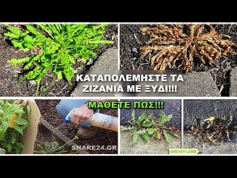 Βίντεο: Τι είναι τα ζιζανιοκτόνα: Πώς και πότε να εφαρμόσετε ένα ζιζανιοκτόνο σε φυτά