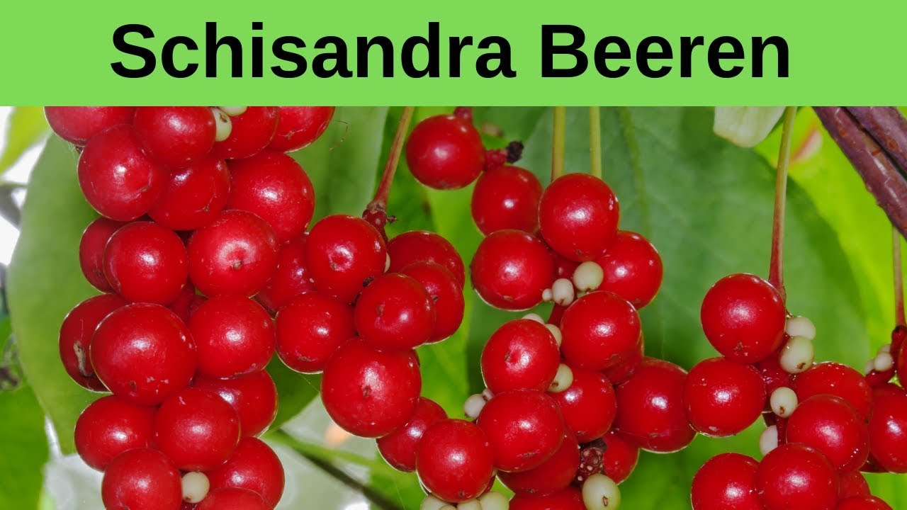 Schisandra Pflanzen WuWeiZi - Einzige Frucht mit 5 Geschmacksrichtungen