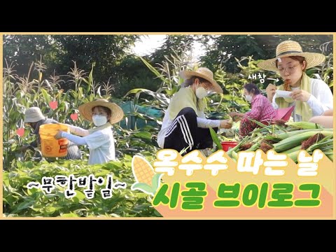 시골에서 옥수수 따는 날 브이로그🌽 <strong>새참은</strong> 짜장면♪｡:°ஐ + 구독자 이벤트 | 유정 YUJEONG