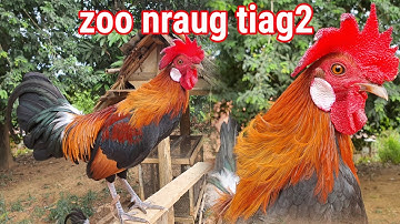 Saib qaib dib zoo nraug ua si 