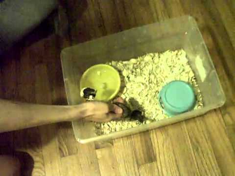 lizard skin grips Friends and Snakes 1