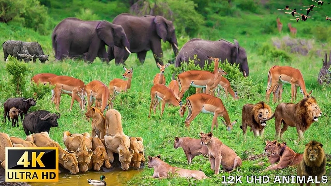 4K African Wildlife - Great Migration, Serengeti National Park to the Maasai Mara, Kenya