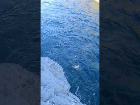 Bobber Down On A Big Chum Salmon Alaska