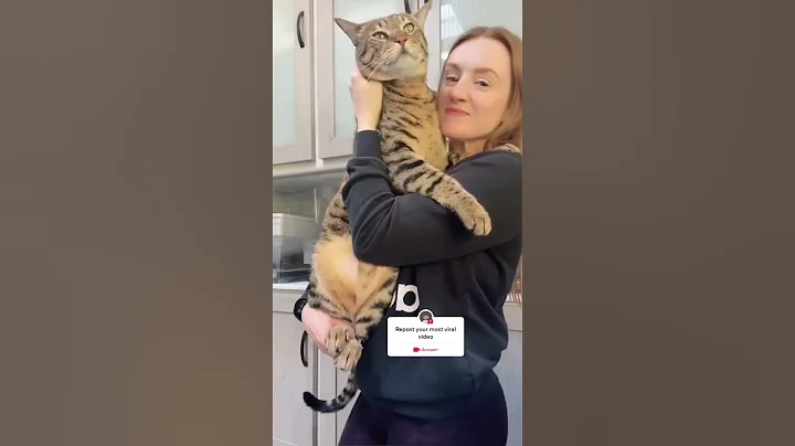 Watch the video about Giant cat has grown so big it is the size of an adult BOBCAT | SWNS #shorts