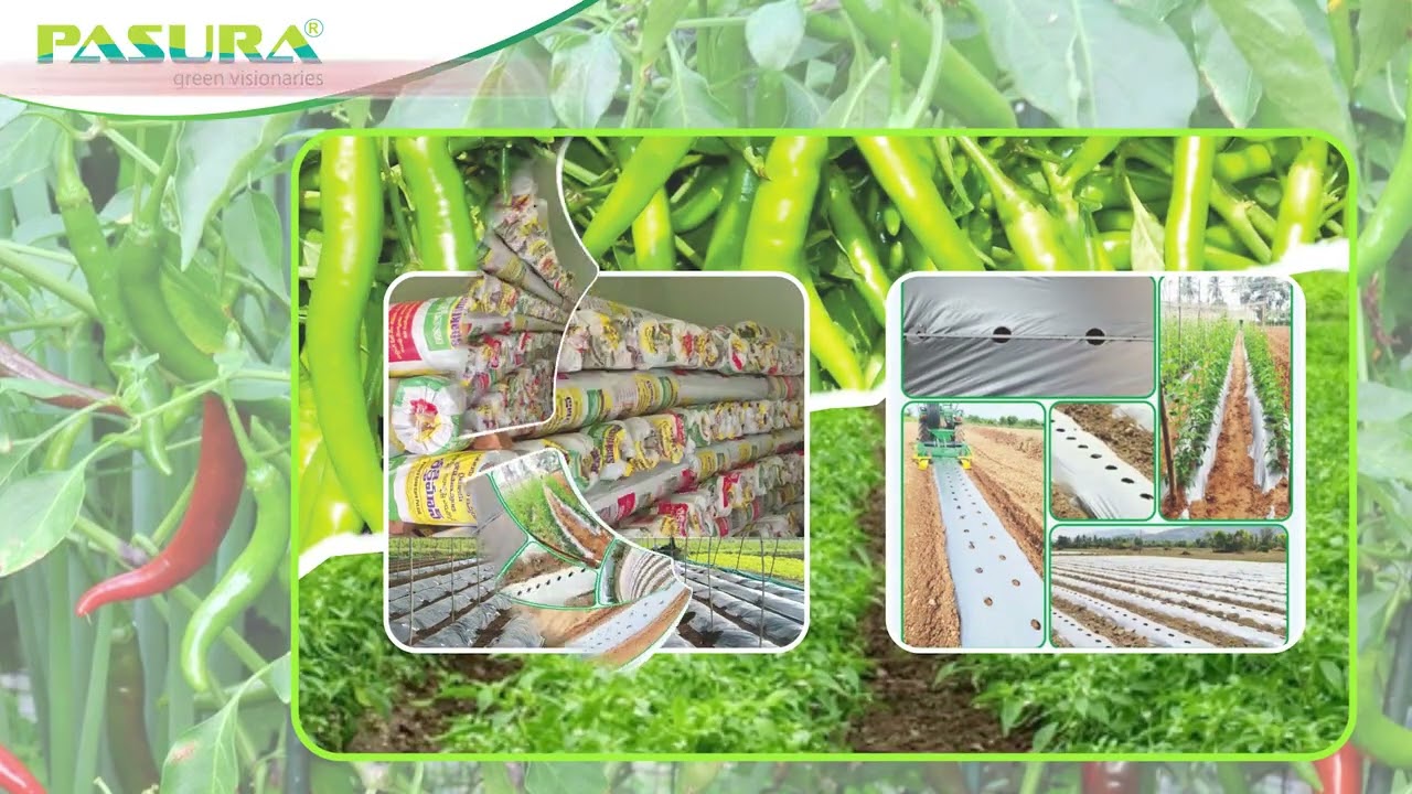 Farmer Feedback on Mulching Sheet | Excellent Results in Chilli Crop