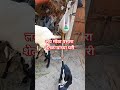 शेतकरी#शेती#shetkari #farming#shorts#farmer #marathi#dialogue#yt #shortviral#vairal#video