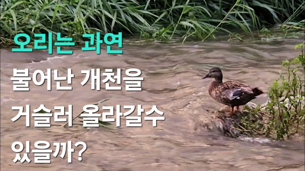 물이 불어난 개천 VS 거슬러 올라 가려는 오리 - YouTube