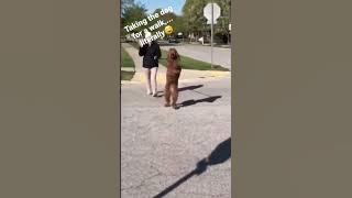 Funny Animal Compilation 2023 - Cute Dog Funny Background Music - #Shorts