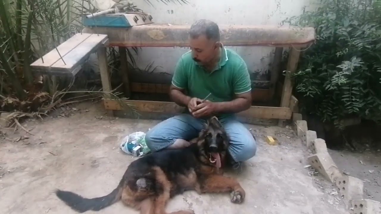 علاج الفطريات والجرب عند الكلاب #علاج_الفطريات_والجرب #تربية_الكلاب_من_الصفر