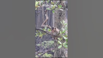 CẦN GIỜ ĐIỂM ĐẾN KHÔNG THỂ BỎ LỠ #vophuocnen