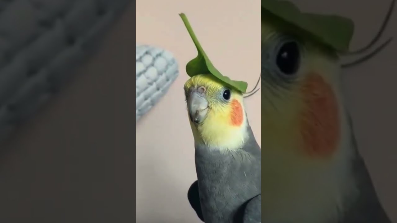 Cutest Cockatiel Whistling 