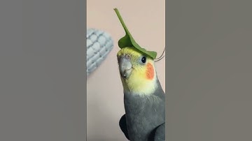 Thumbnail of Cutest cockatiel whistling 💖
