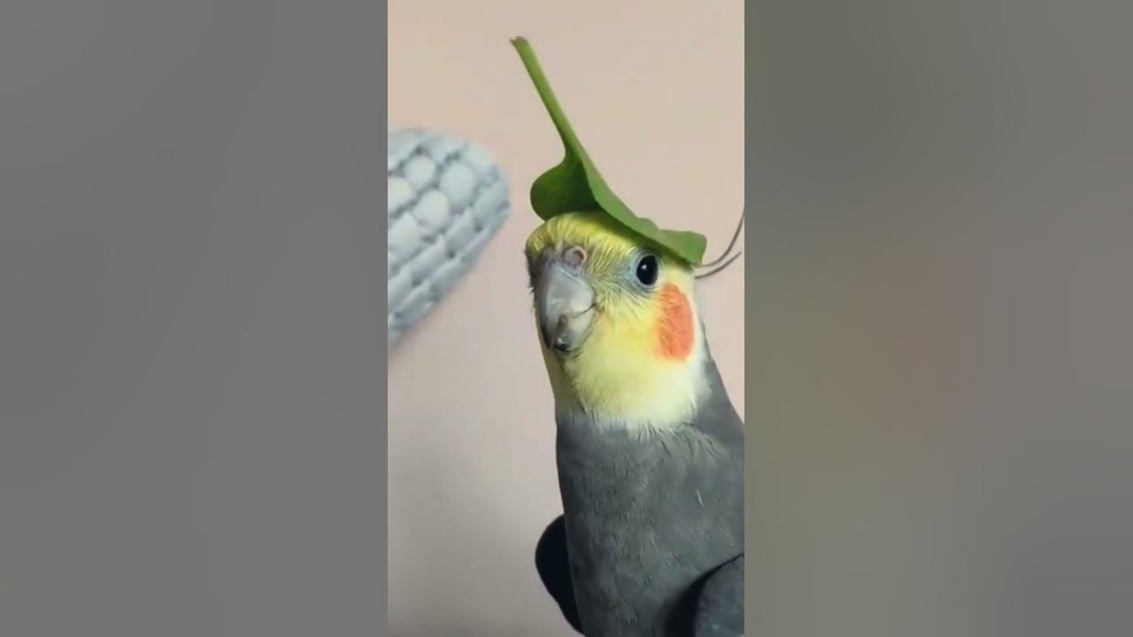 Cutest cockatiel whistling 💖