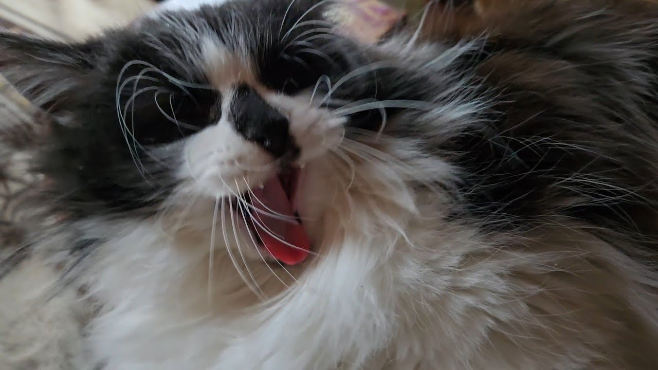 Шкодливые кошки, торжественный приезд и отличное настроение