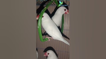 Java breeding season start || #java #youtubeshorts #3kviews #javabreeding