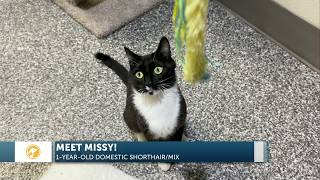Furry Friends: Sweet and shy Missy has a playful side!