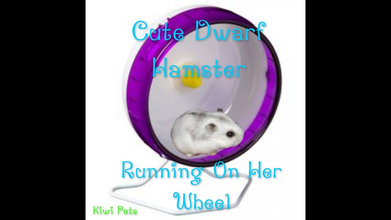 camera iphone 8 plus apk Cute Dwarf Hamster Running On Her Wheel ||Kiwi Pets||