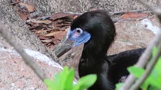 Abdims Stork At Walt Disney World Animal Kingdom 2021