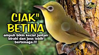 Ciak Ciak Kecial Kuning Betina Ampuh Bikin Kecial Jantan Gacor Joss Bertenaga‼️| PEPADU KECIAL