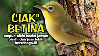 Ciak Ciak Kecial Kuning Betina Ampuh Bikin Kecial Jantan Gacor Joss Bertenaga‼️| PEPADU KECIAL